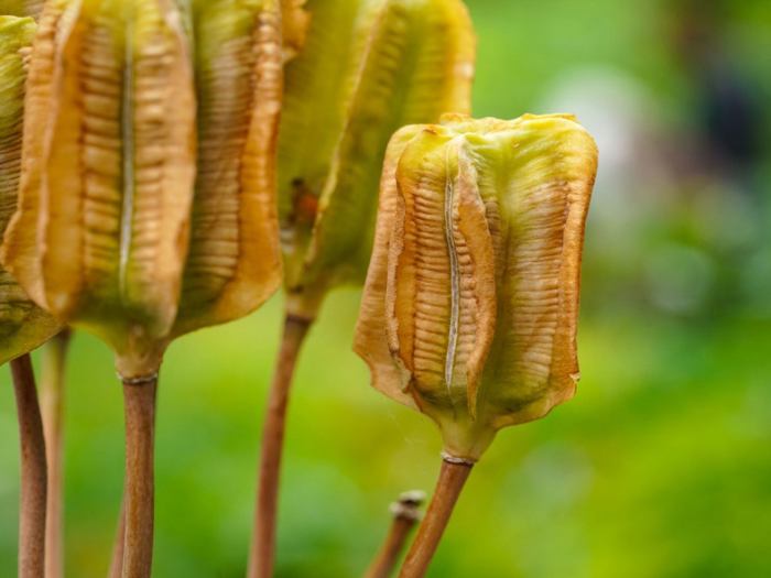 Can you plant iris seed pods