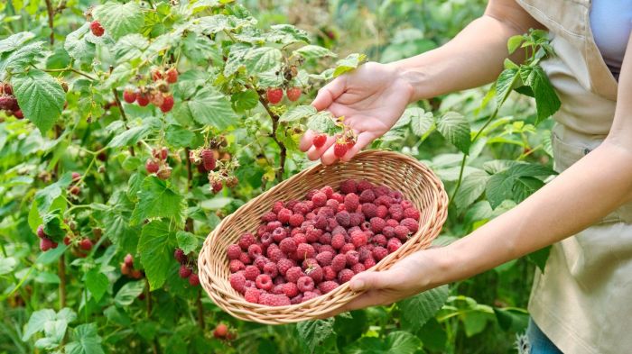 Can you plant raspberry seeds