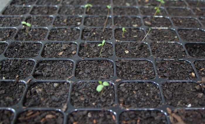 Seeds vegetable earthfriendlytips