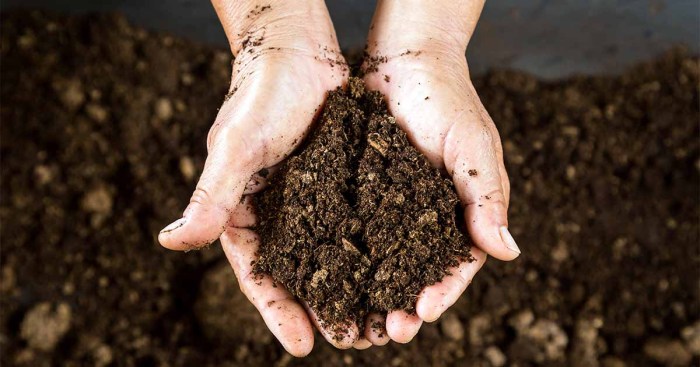 Can you plant seeds in peat moss