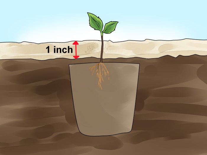 Can you plant seed from apple