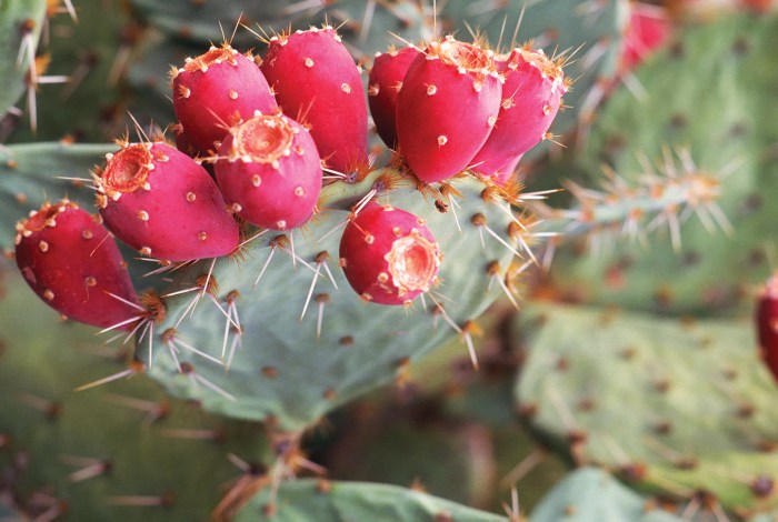 Can you plant prickly pear seeds