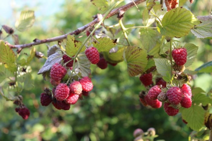 Can you plant raspberry seeds