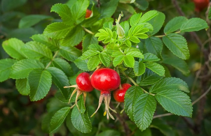 Can you plant rose hip seeds