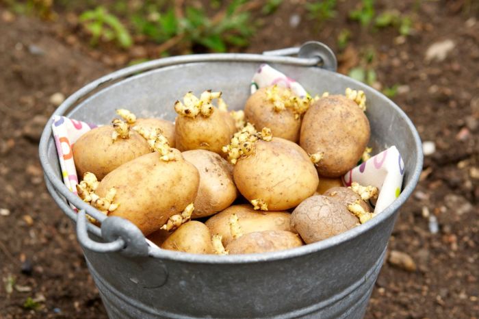 Can you plant seed potatoes whole