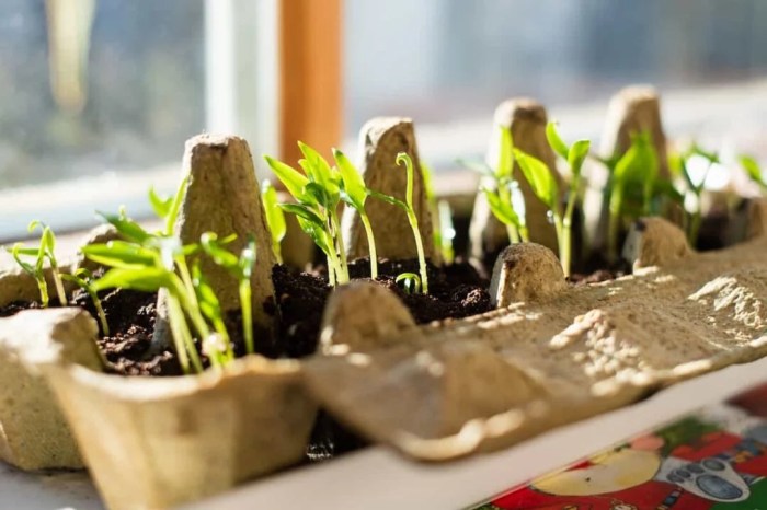 Can you plant seeds in cardboard egg cartons