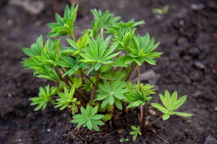 Can you plant lupine seeds in the fall