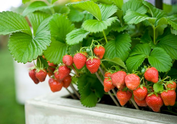 Can you plant strawberry seeds from a strawberry