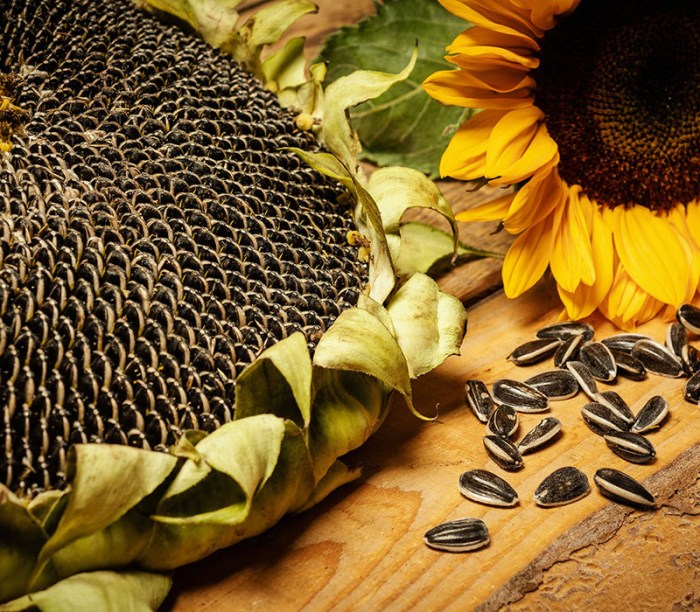 Can you plant sunflower seeds from bird seed