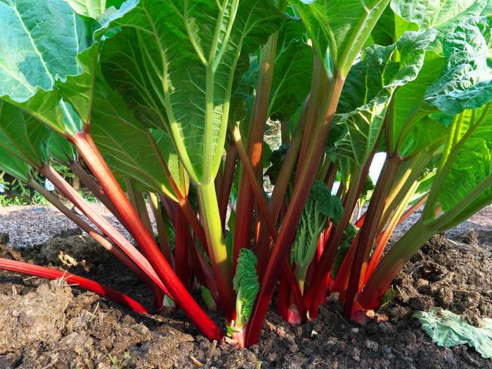 Rhubarb plant garden grow pot vegetables