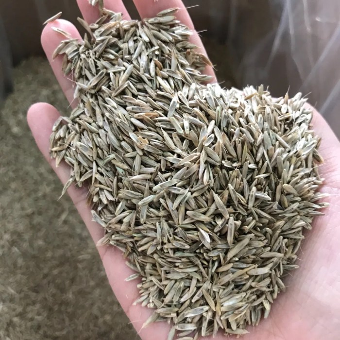 Can you plant zoysia seed