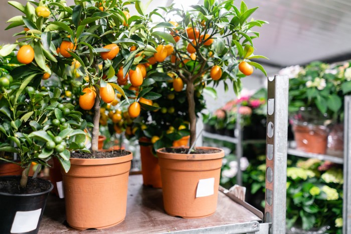 Can you plant kumquat seeds