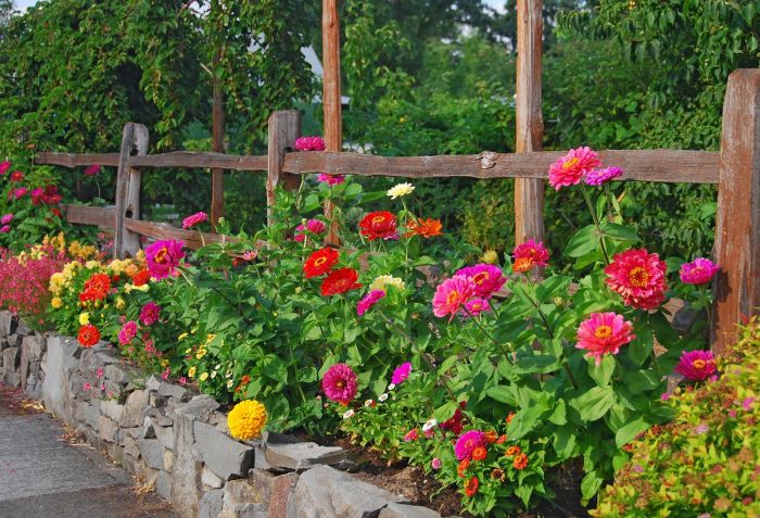 Can you plant zinnia seeds in june