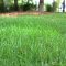 Can You Plant Zoysia Seed Over Existing Lawn?