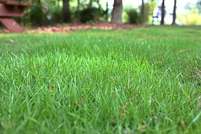 Can you plant zoysia seed over existing lawn