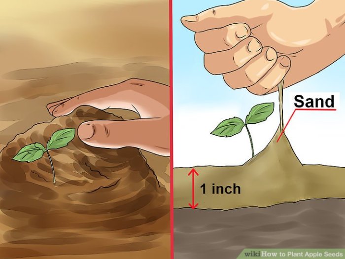 Can you plant seed from apple