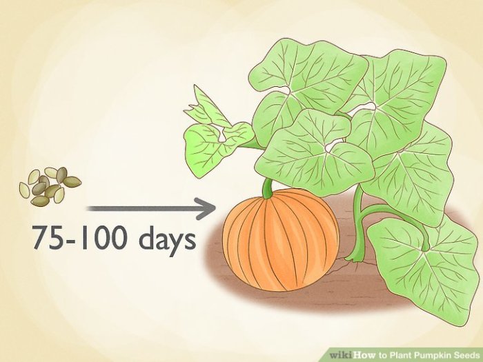 Seeds pumpkins