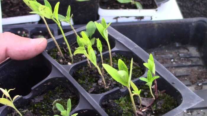 Can you plant milkweed seeds in the fall