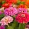 Can You Plant Zinnia Seeds in Pots?