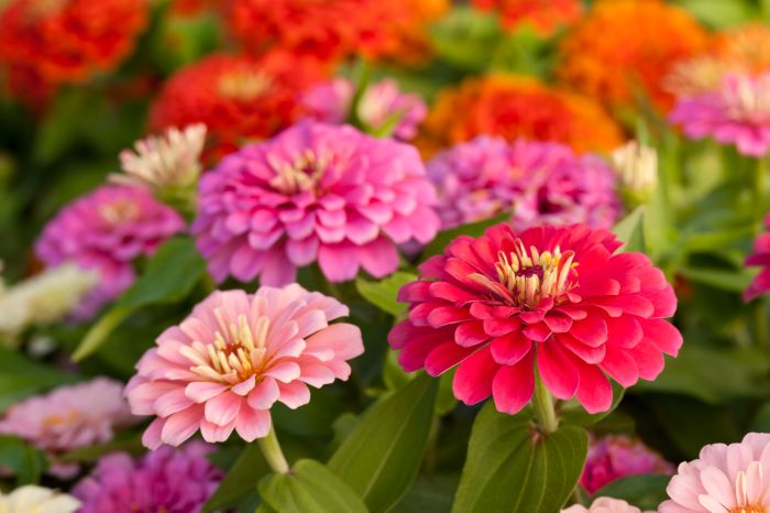 Can you plant zinnia seeds in pots