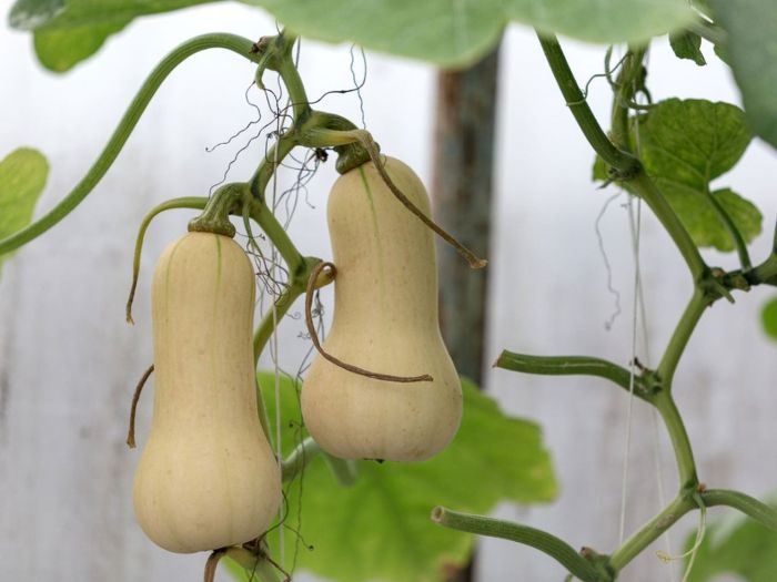 Can you plant squash seeds