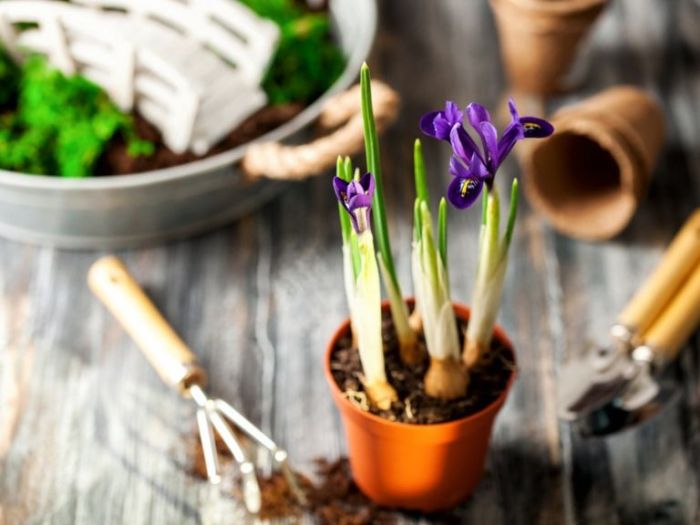 Can you plant iris seeds in the spring