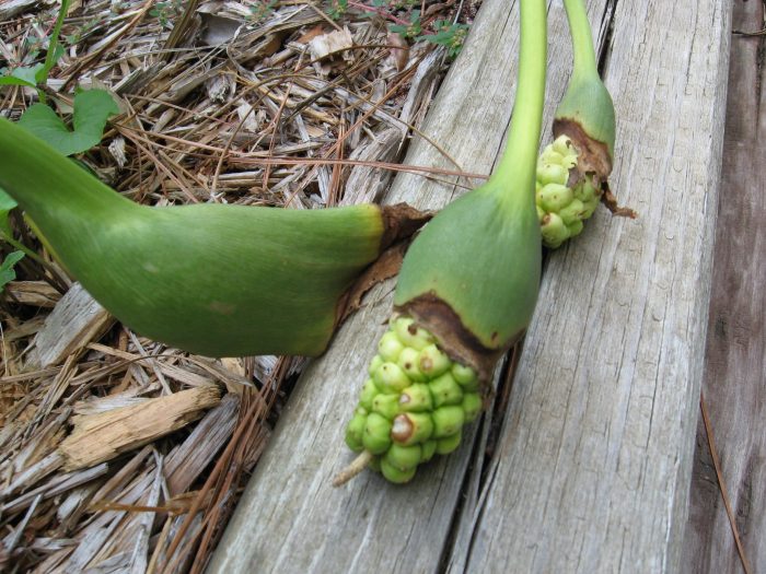 Can you plant lily seed pods