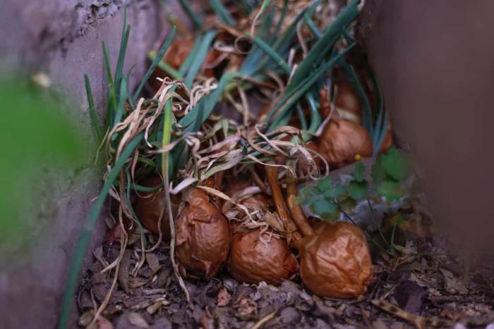 Mold seeds germinate reasons fungus didnt diyncrafts molds