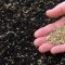 Can You Plant Grass Seeds in March?