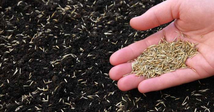 Can you plant grass seeds in march