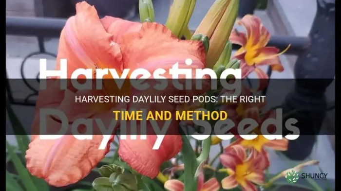 Can you plant seed pods from daylilies