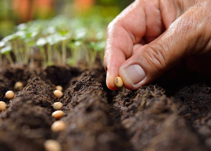 Can you plant seeds directly into compost