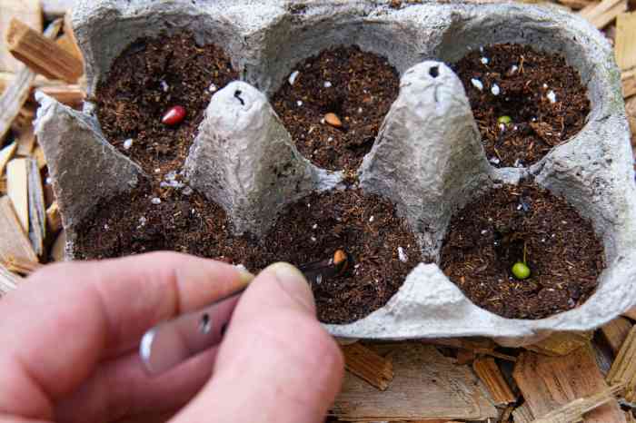 Can you plant seeds in cardboard egg cartons