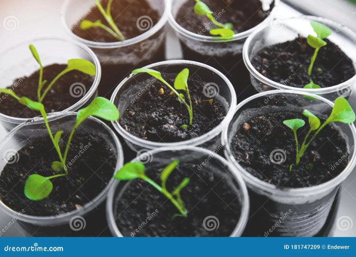 Can you plant seeds in clear plastic cups