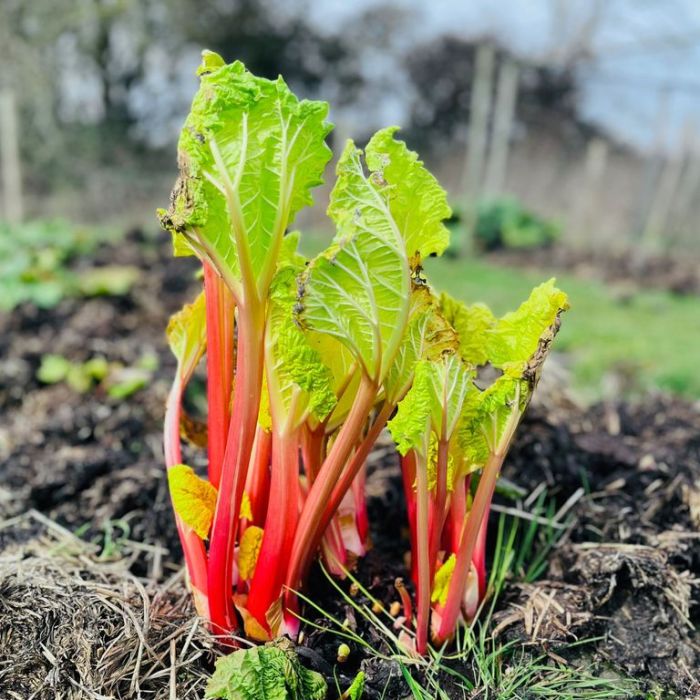 Can you plant rhubarb from seed