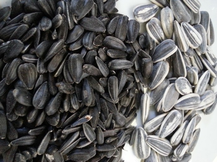 Can you plant white sunflower seeds