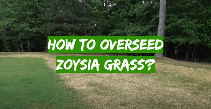 Can you plant zoysia seed over existing lawn