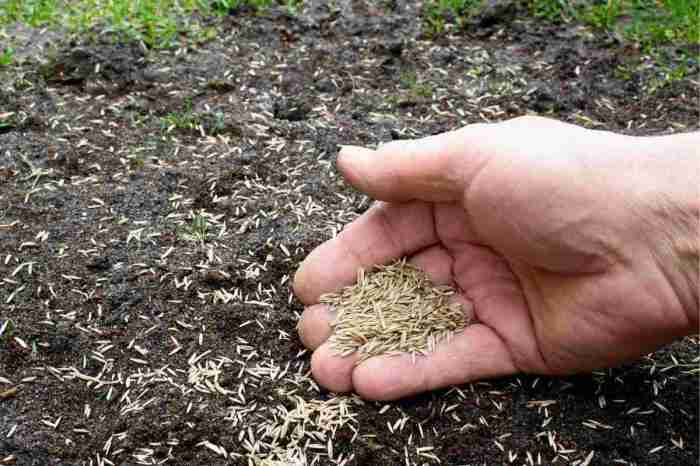 Can you plant grass seed without tilling