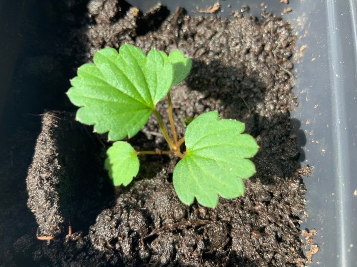 Seeds strawberry harvest which