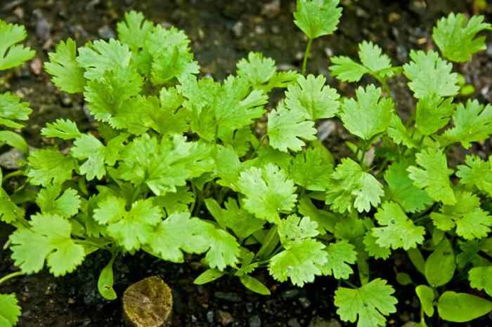 Can you plant green cilantro seeds