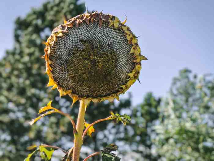 Can you plant sunflower seeds from the flower