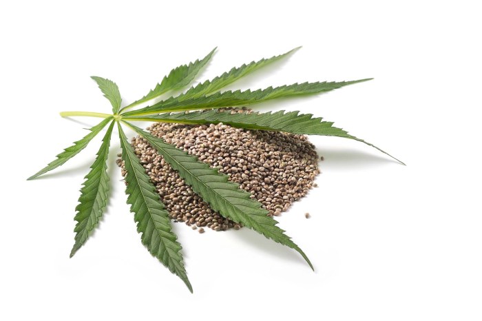 Can you plant hemp seeds