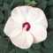 Can You Plant Hibiscus Seeds in the Fall?