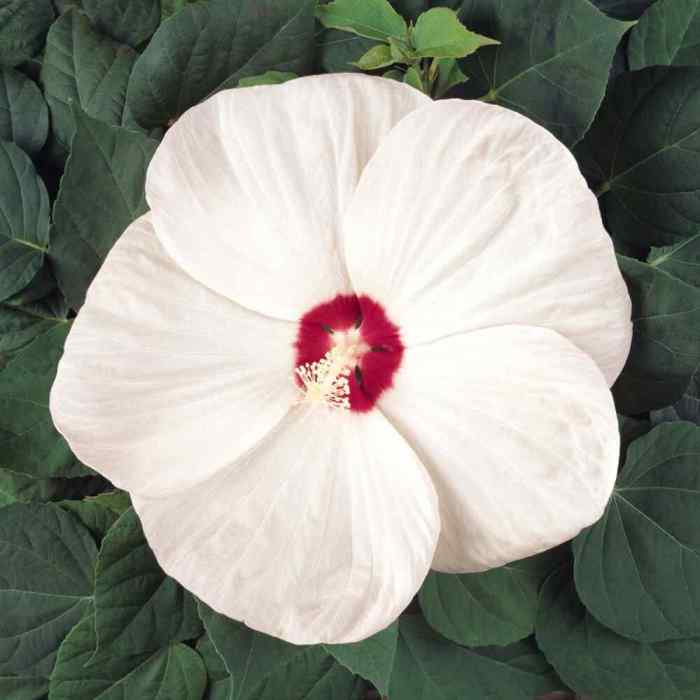 Can you plant hibiscus seeds in the fall