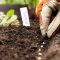 Can You Plant Seeds Directly Into Compost?