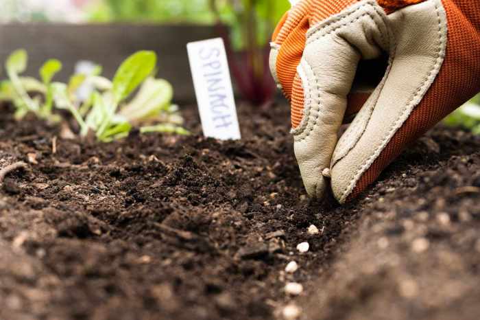 Can you plant seeds directly into compost