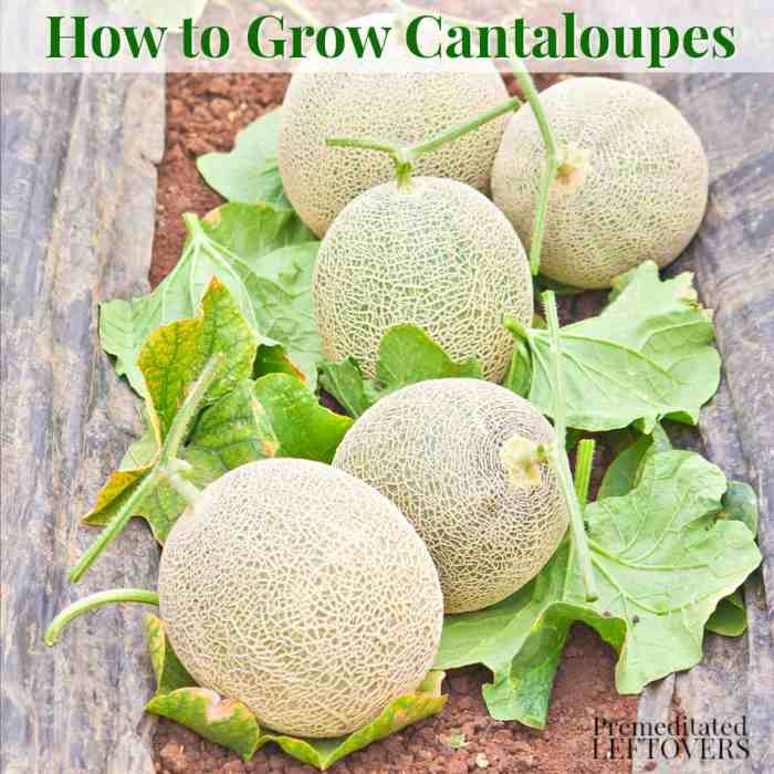 Can you save cantaloupe seeds for planting