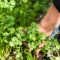 Can You Plant Green Cilantro Seeds?