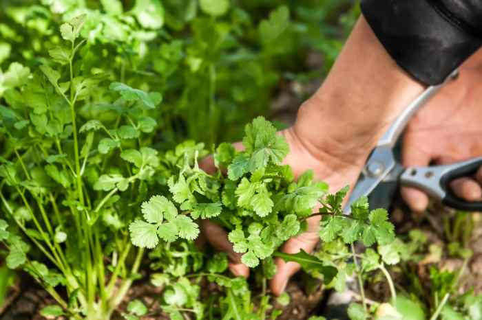 Can you plant green cilantro seeds