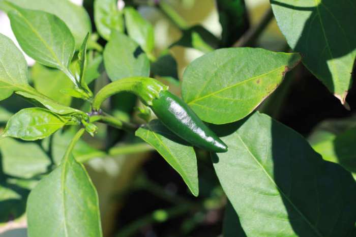 Jalapenos jalapeno plant peppers companion homestead elegant rising